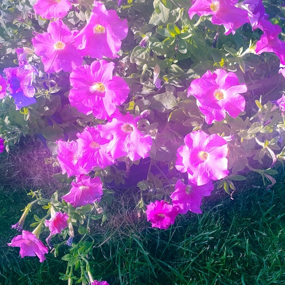 😍City Triangle Ball Gown🌺 - Picture 9 of 16